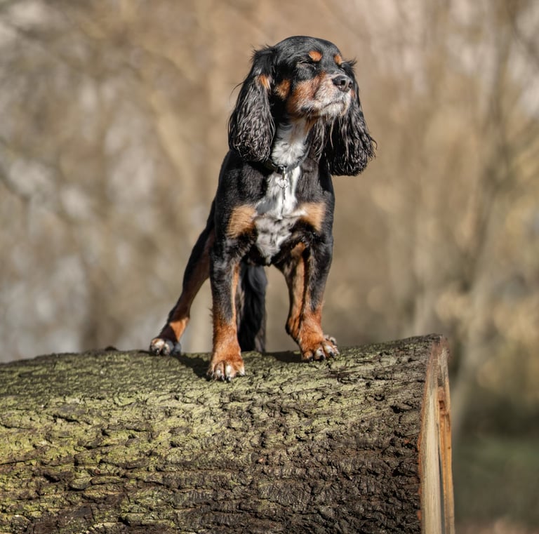Black and tan Cavalier King Charles Spaniel standing. during pet photography in Wakefield