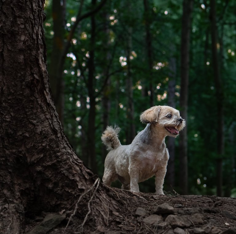 A small tan dog standing on a forest trail during pet photography in Wakefield