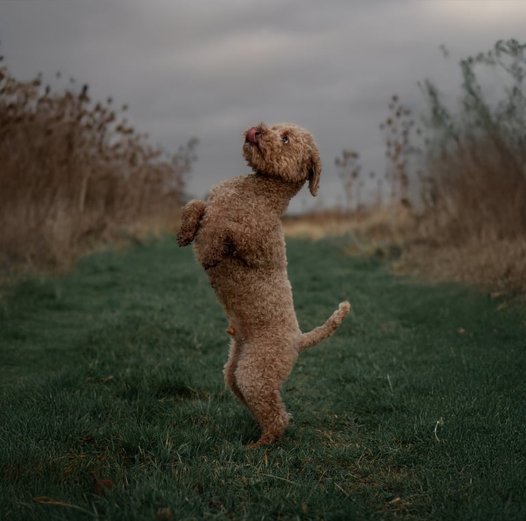 A brown Lagotto Romagnolo dog standing on its hind legs during pet photography in Wakefield