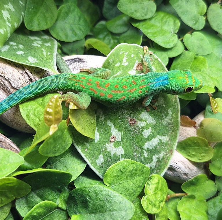 Phelsuma pasteuri Männchen