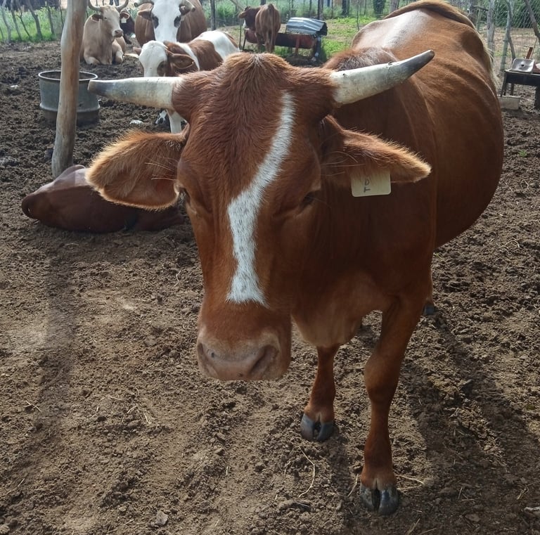 brown and white cow