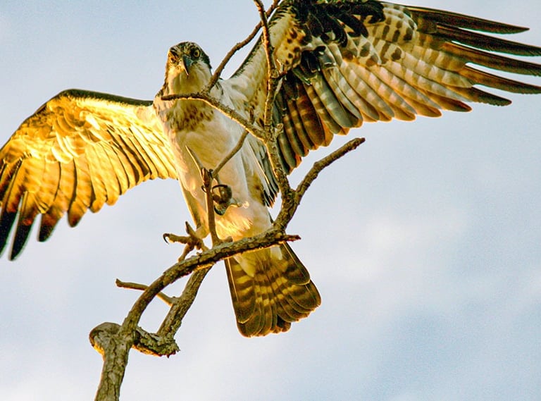 Osprey at sunset