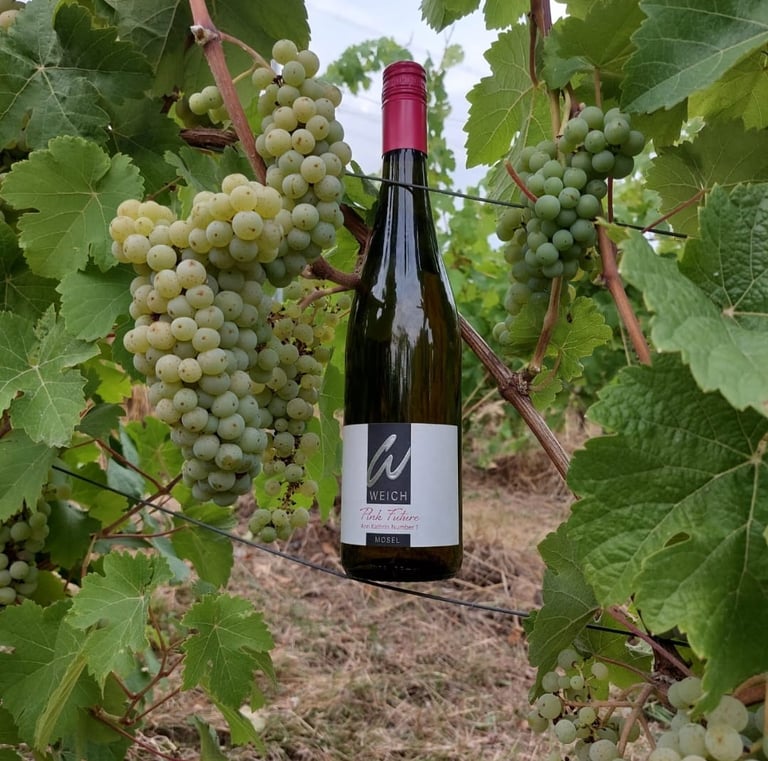 Riol wine bottle in vineyard