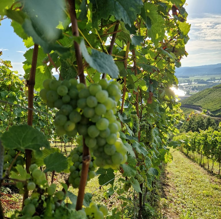 Moselle White Grape