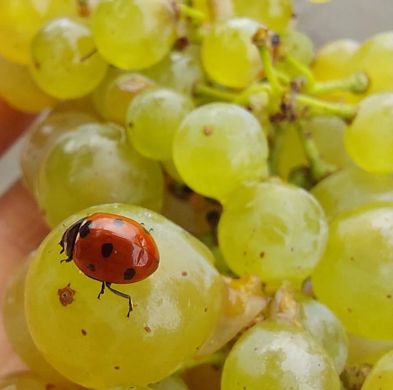 Moselle grapes with insect