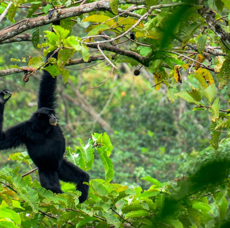 a monkey hanging from a tree branch in a tree - SEMATA INDONESIA Program