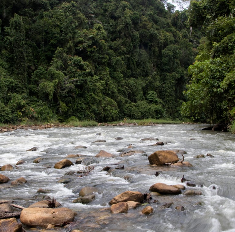 a river with rocks and trees in the background - SEMATA INDONESIA Program