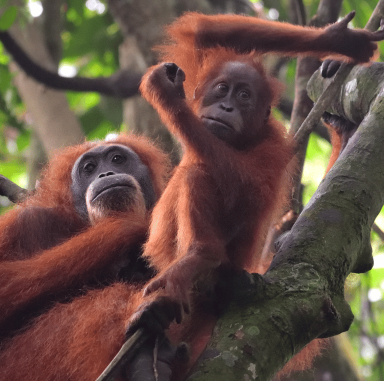 a couple of monkeys hanging out in a tree - SEMATA INDONESIA Program