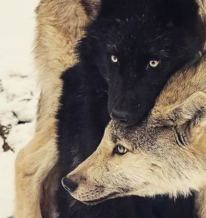 mensajes de animales fallecidos, comunicación interespecies, acompañamiento energético animal