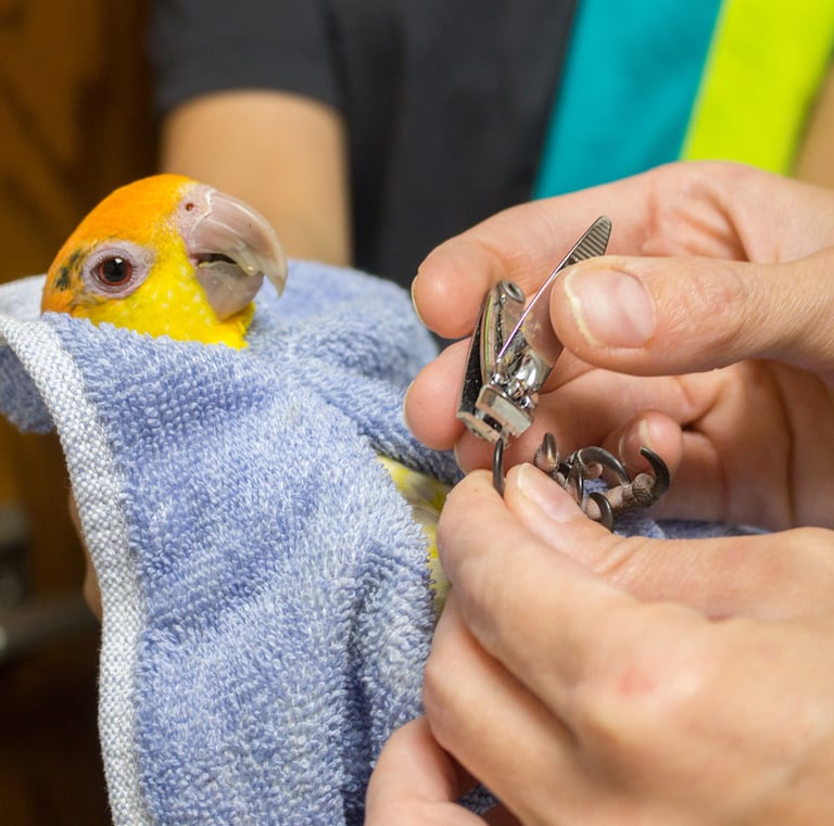 boarding and grooming at exoticmacawparrots.com
