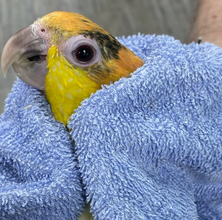 boarding and grooming at exoticmacawparrots.com