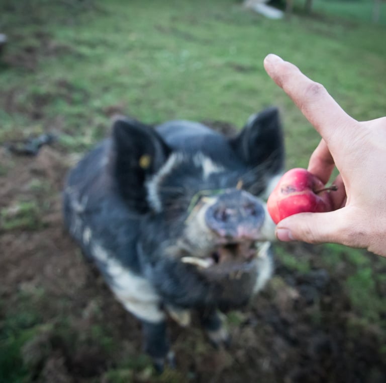 Weide Schwein