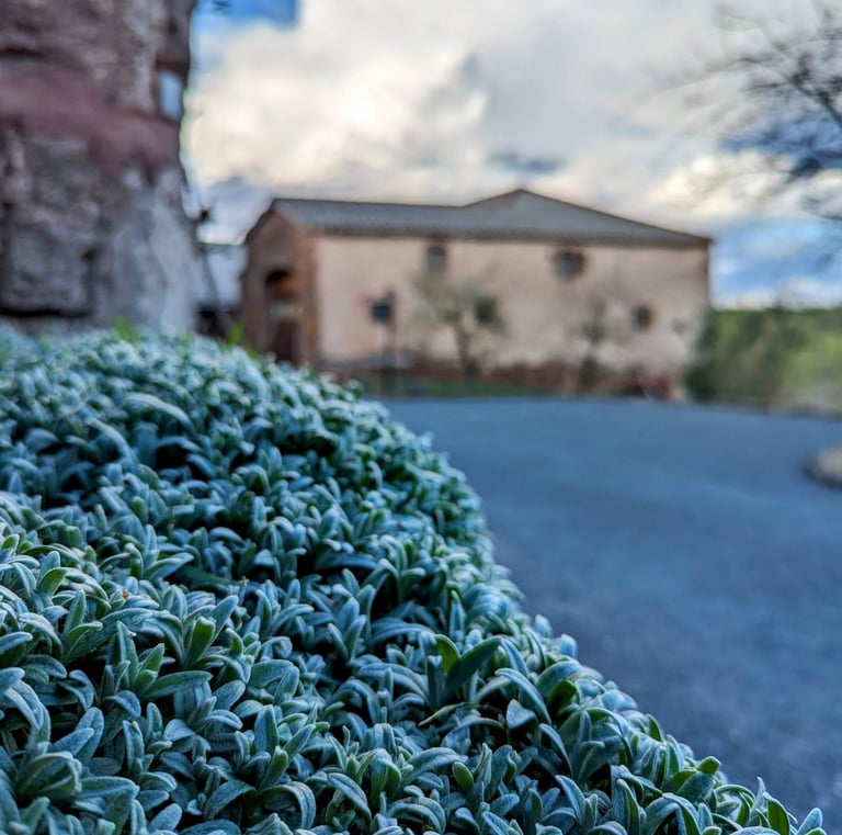 Tapis de feuilles et grange en arrière plan