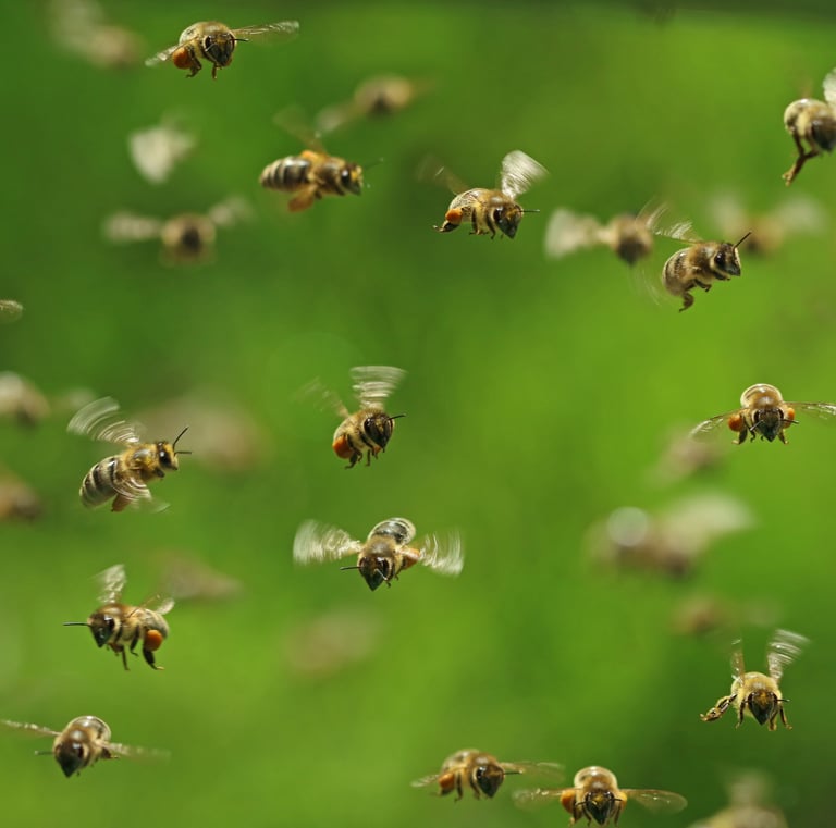 honey bees in flight some carrying pollen