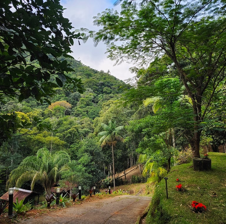 a dirt road with a path leading to a lush green hillside