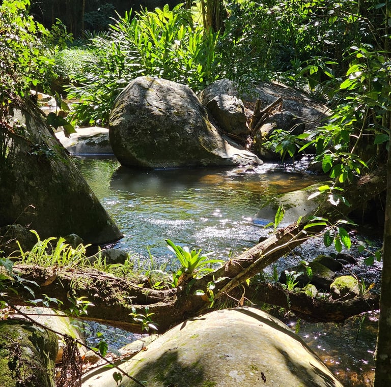 a stream running through a lush green forest