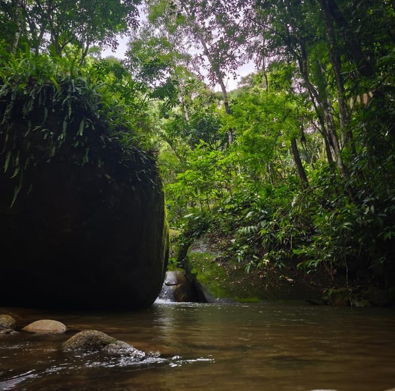 rio na mata atlantica