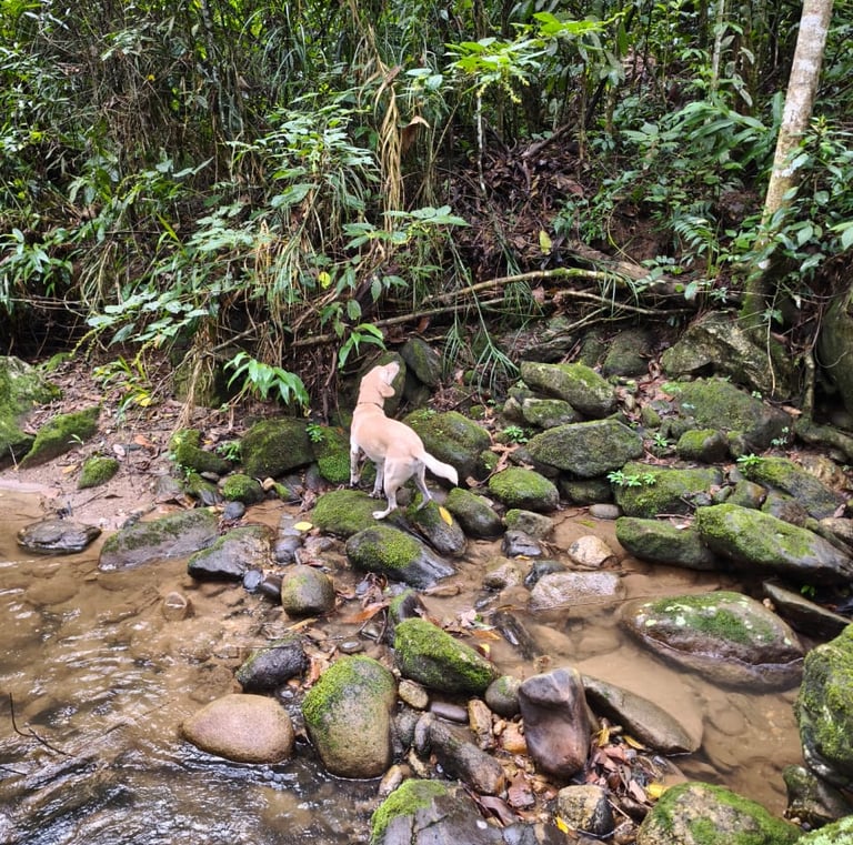 cachorro na natureza