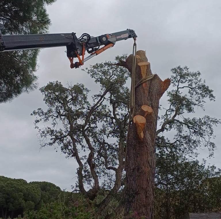 Abattage par démontage d'un pin avec grue