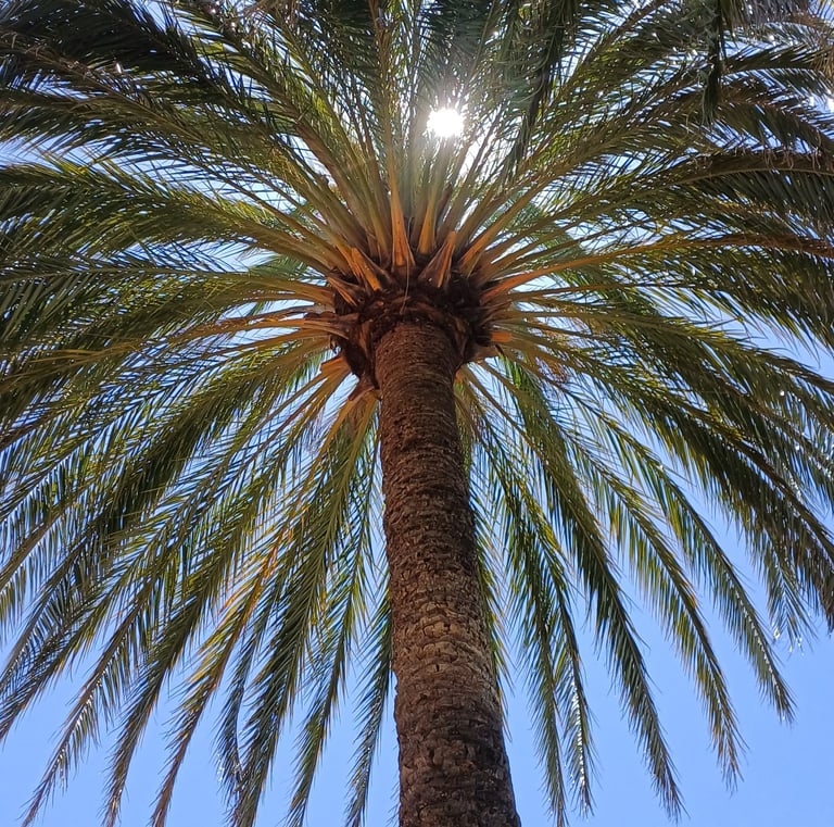 Taille palmier et nettoyage stipe