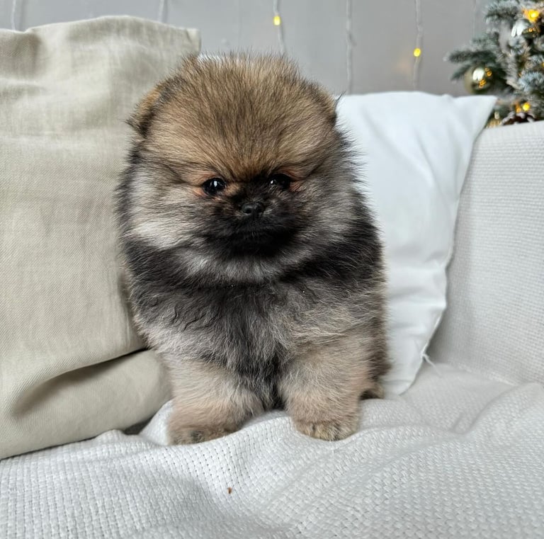 Puppies for Sale 