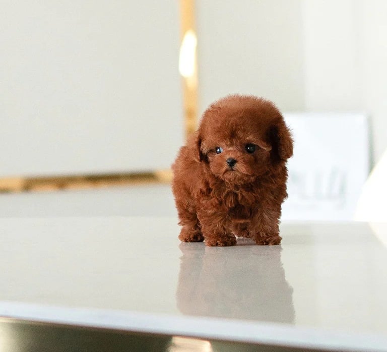 Puppies for Sale 