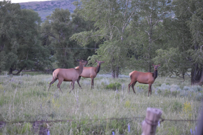 Rocky Mountain Elk