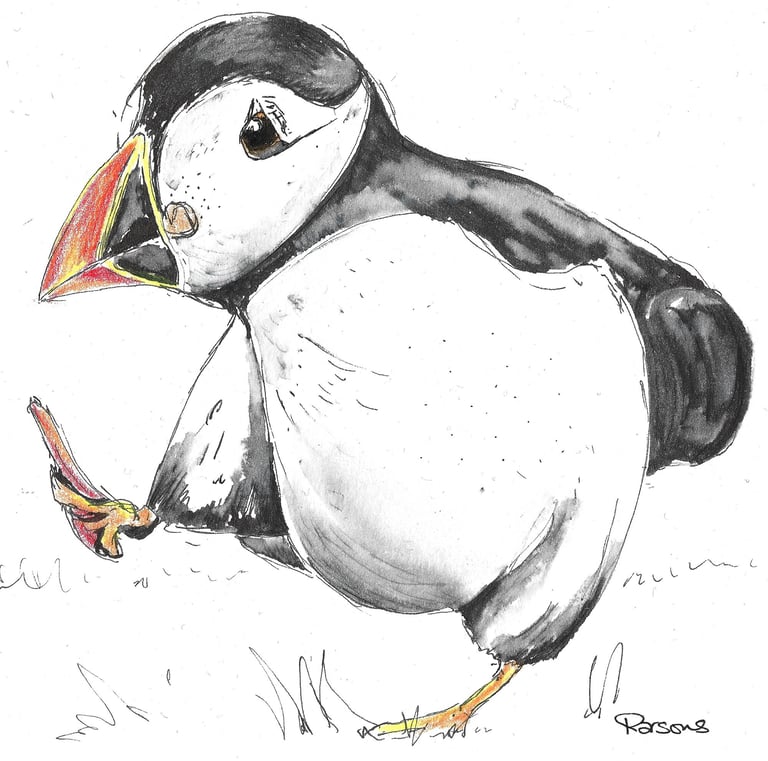 a hand drawn puffin bird