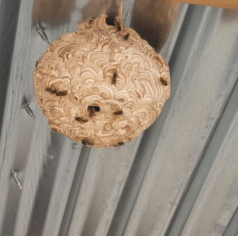 wasp nest hanging from shed