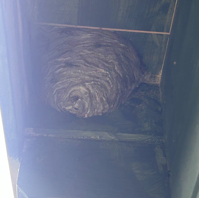 wasps nest hanging from a shed eave