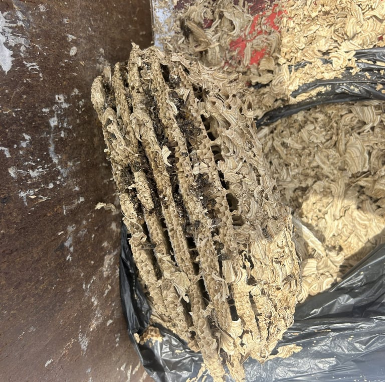 wasps nest tier structure close up