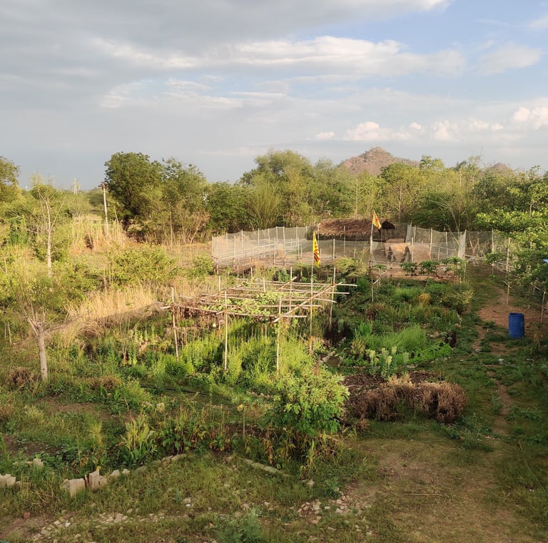 Permaculture farm design | Udaipur, Rajasthan, India