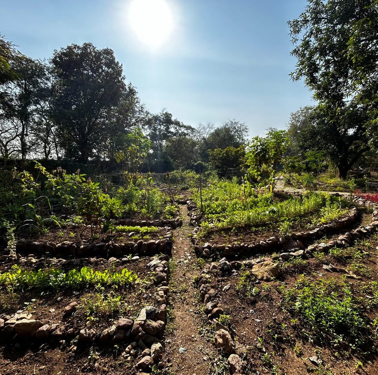 A vegetable garden under permaculture mandala shape in Kathiwada, madhya pradesh
