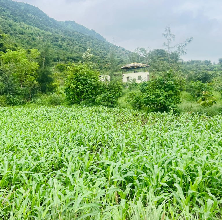 Organic crop area with food forest in Permaculture farm in Udaipur, Rajasthan