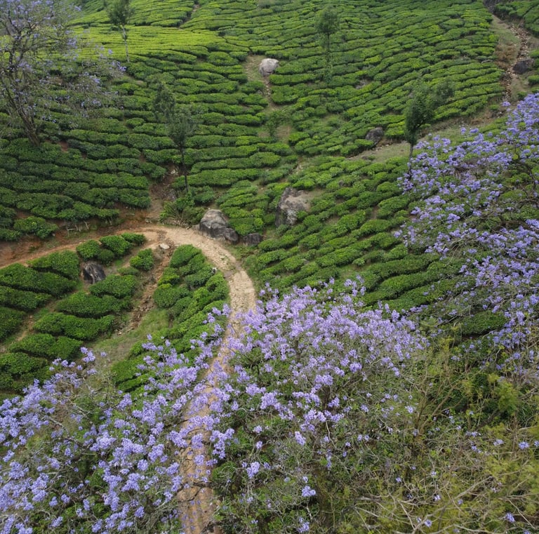 Lush green tea hills in Kerala adorned with vibrant blue flowers and winding dirt path.