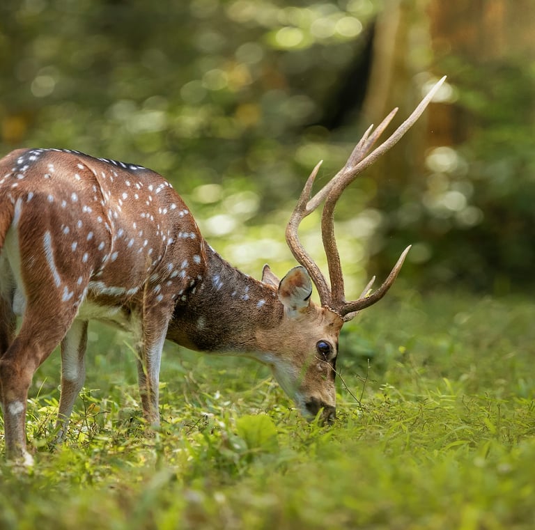 Brown deer grazing in lush greenery at Periyar Tiger Reserve, Kerala, highlighting the region's rich wildlife.
