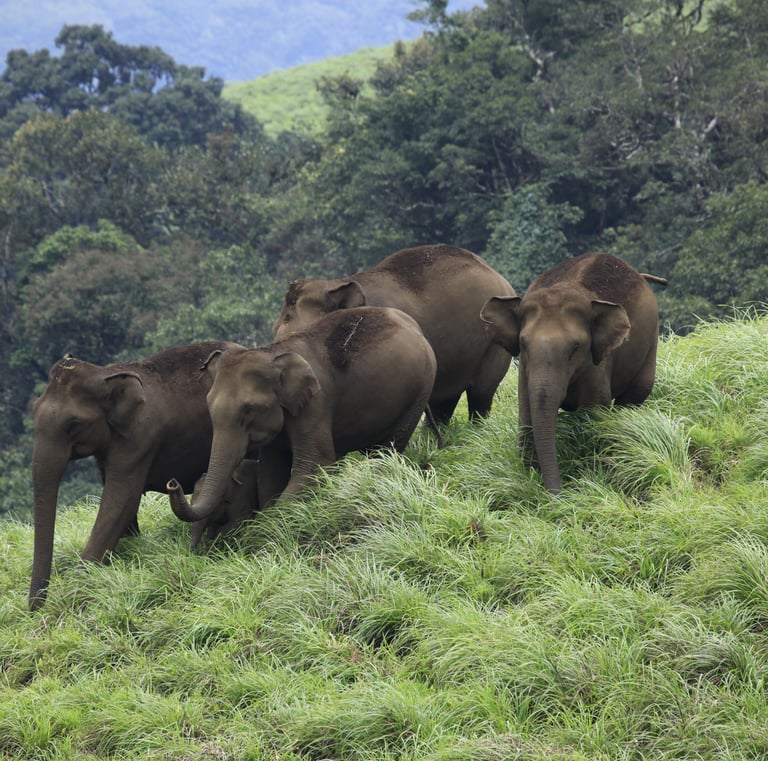 Kerala elephants roaming in wild.
