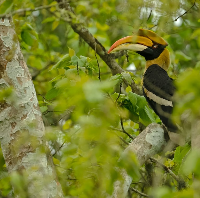 Malabar Grey Hornbill perched on a tree branch amidst lush green foliage.