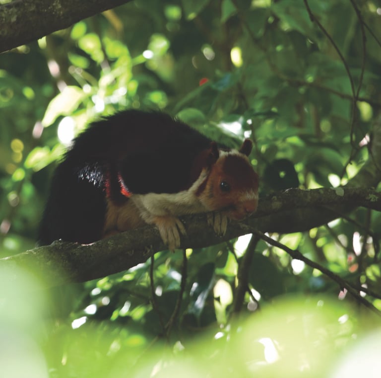 Malabar flying squirrel perched on a branch in Kerala's lush forest, highlighting the region's rich biodiversity and wildlife
