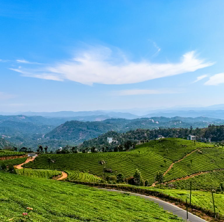 Lush green tea plantations in Munnar, Kerala, with rolling hills and a clear blue sky, illustrating the scenic Kerala.