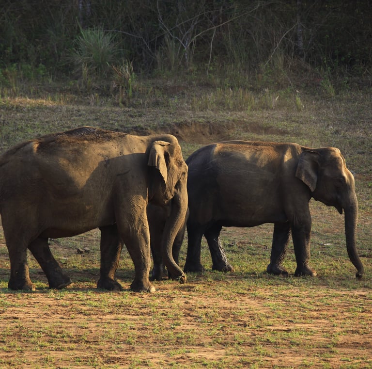 Elephants roaming in the wild, showcasing Kerala's diverse wildlife and natural habitat.
