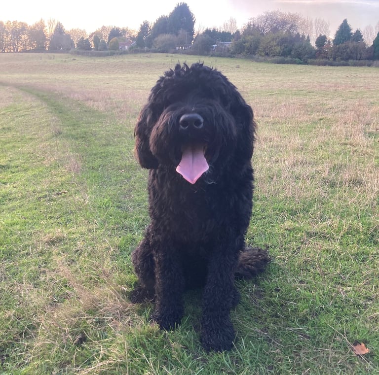 a fluffy dog posing for their dog walkers in harrogate.