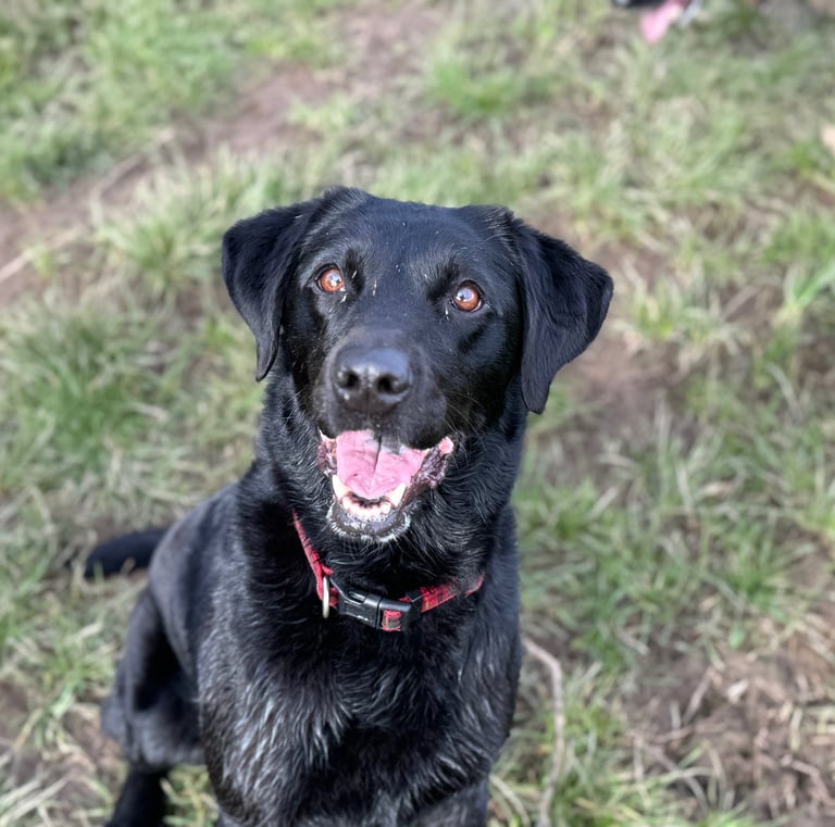 a Labrador having fun with their dog walker in harrogate