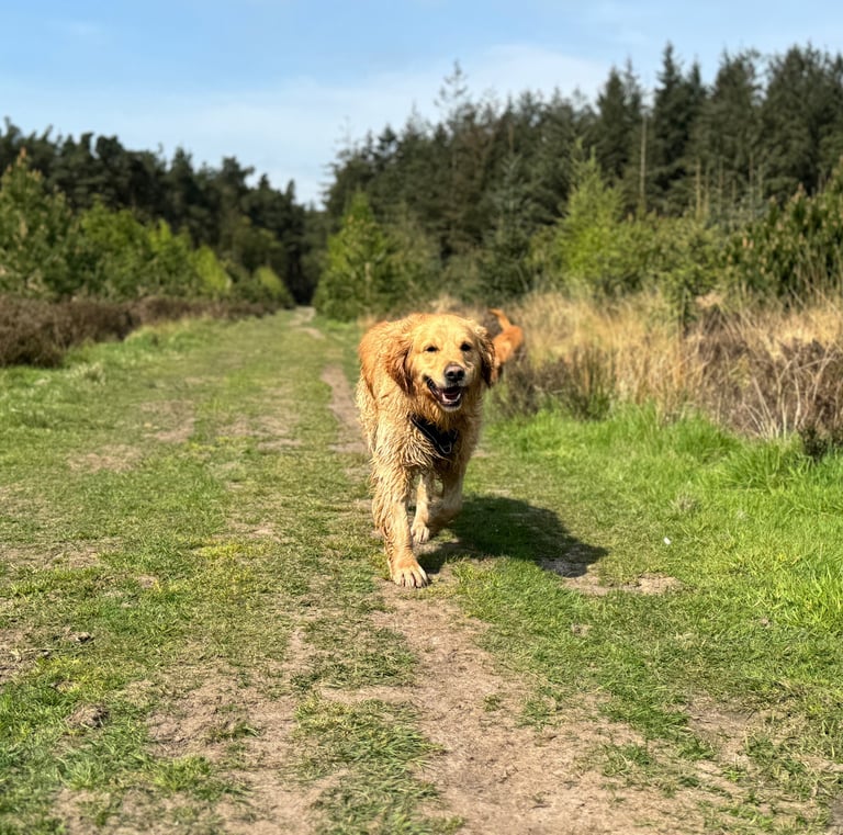 a dog with their dog walker in harrogate walking in a woodland