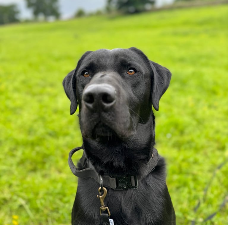 a dog posing for their dog walker in harrogate whilst on a walk in harrogate