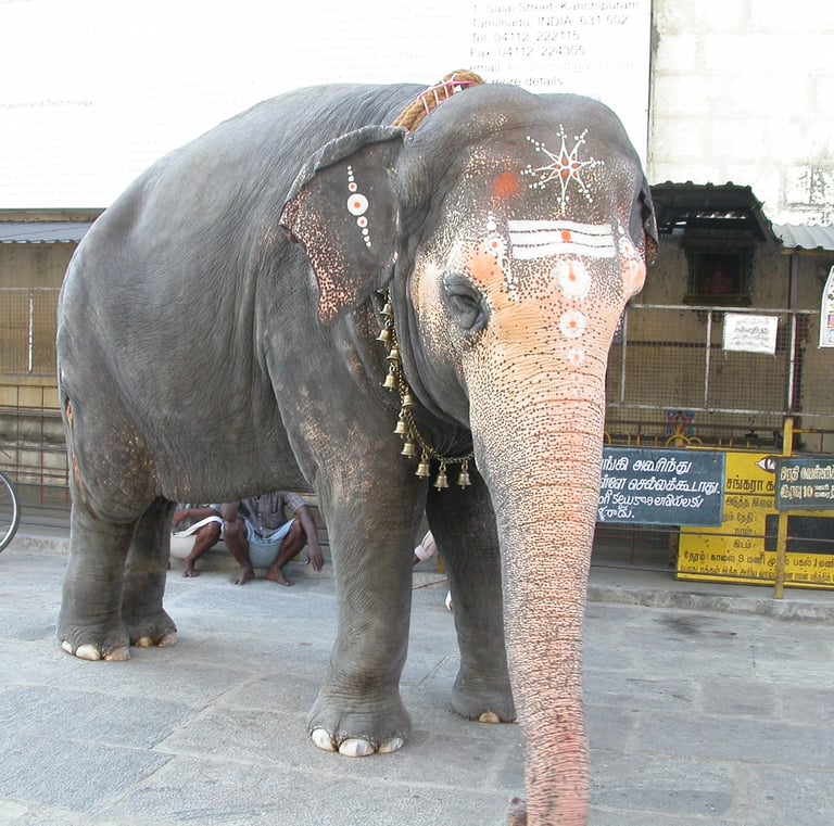 Elephant at Sri Kamakshi Temple India