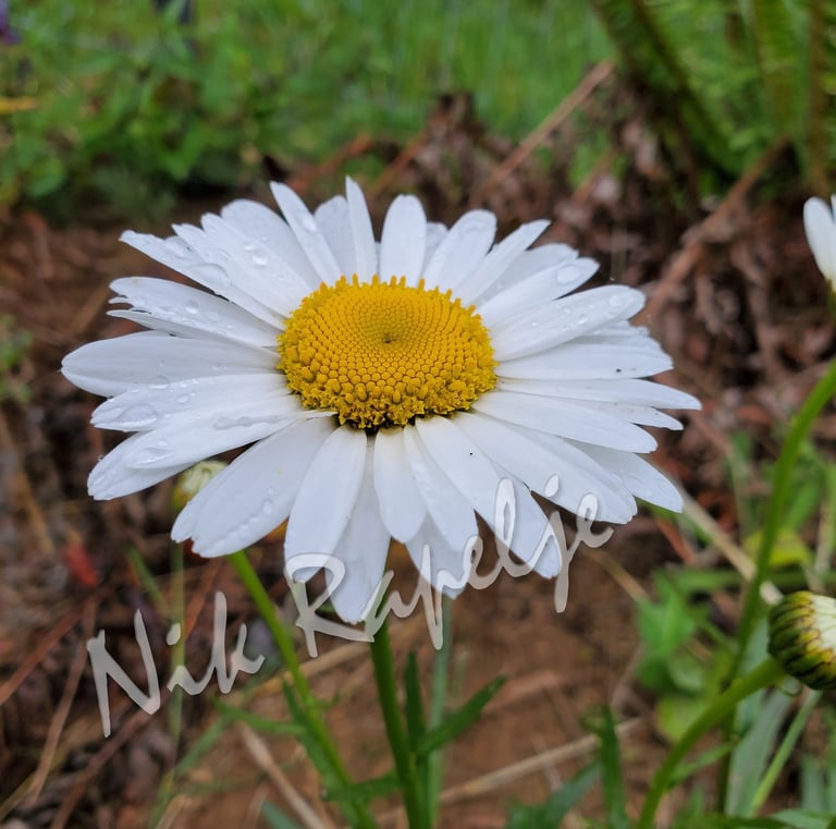 daisy with rain drops