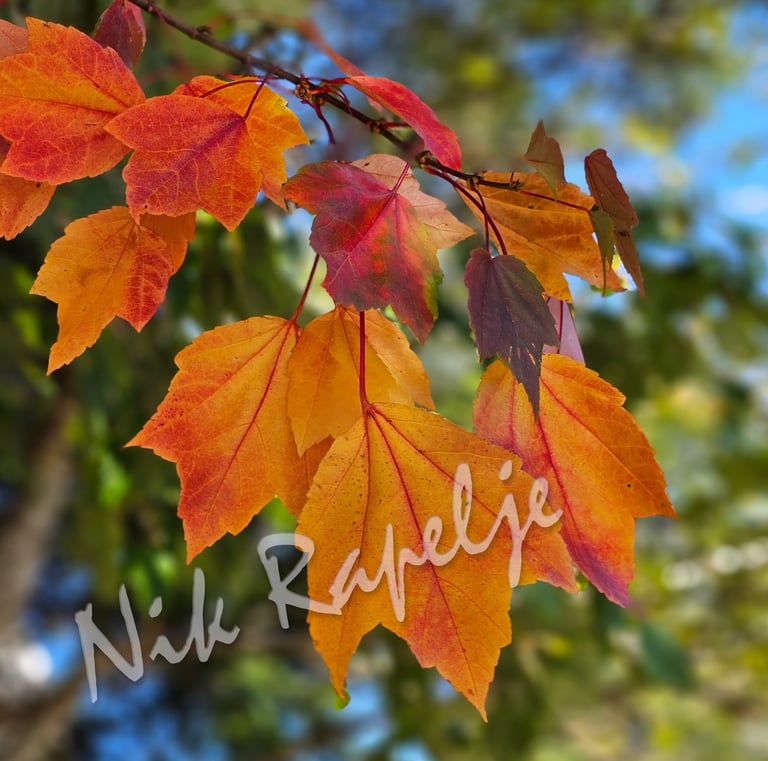 fall leaves