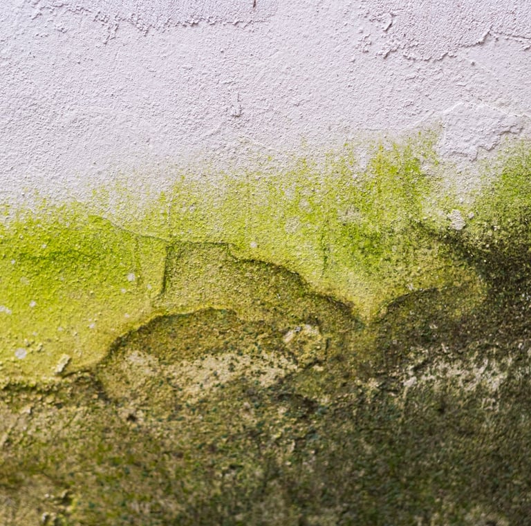 Mold damage