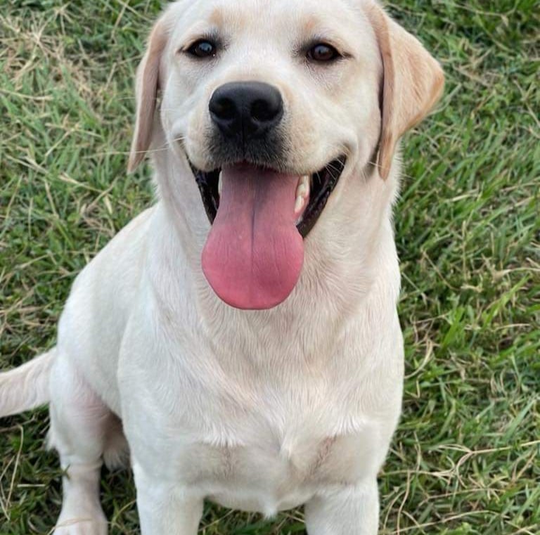 Loni my labrador